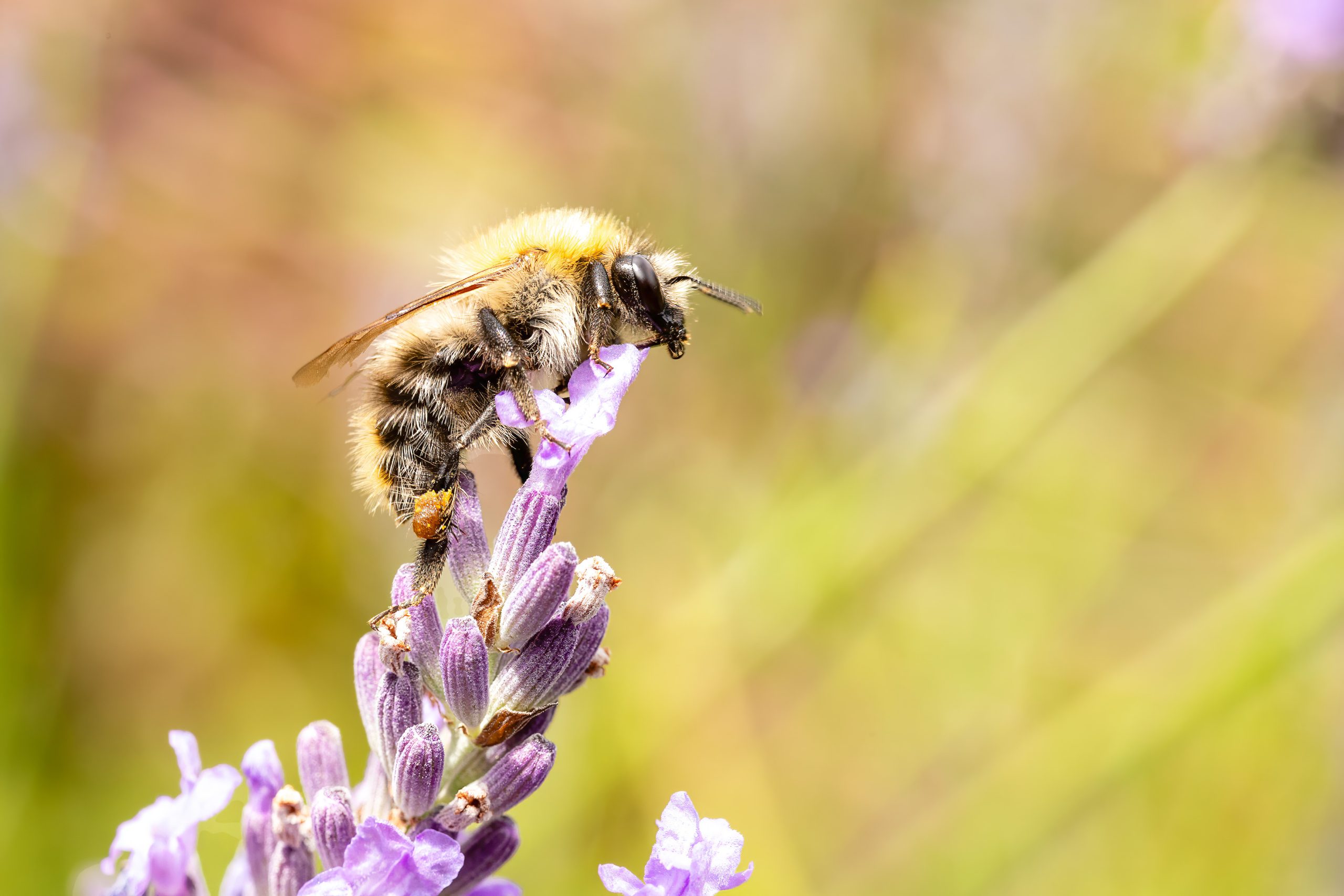 Ackerhummel-©C.Funke